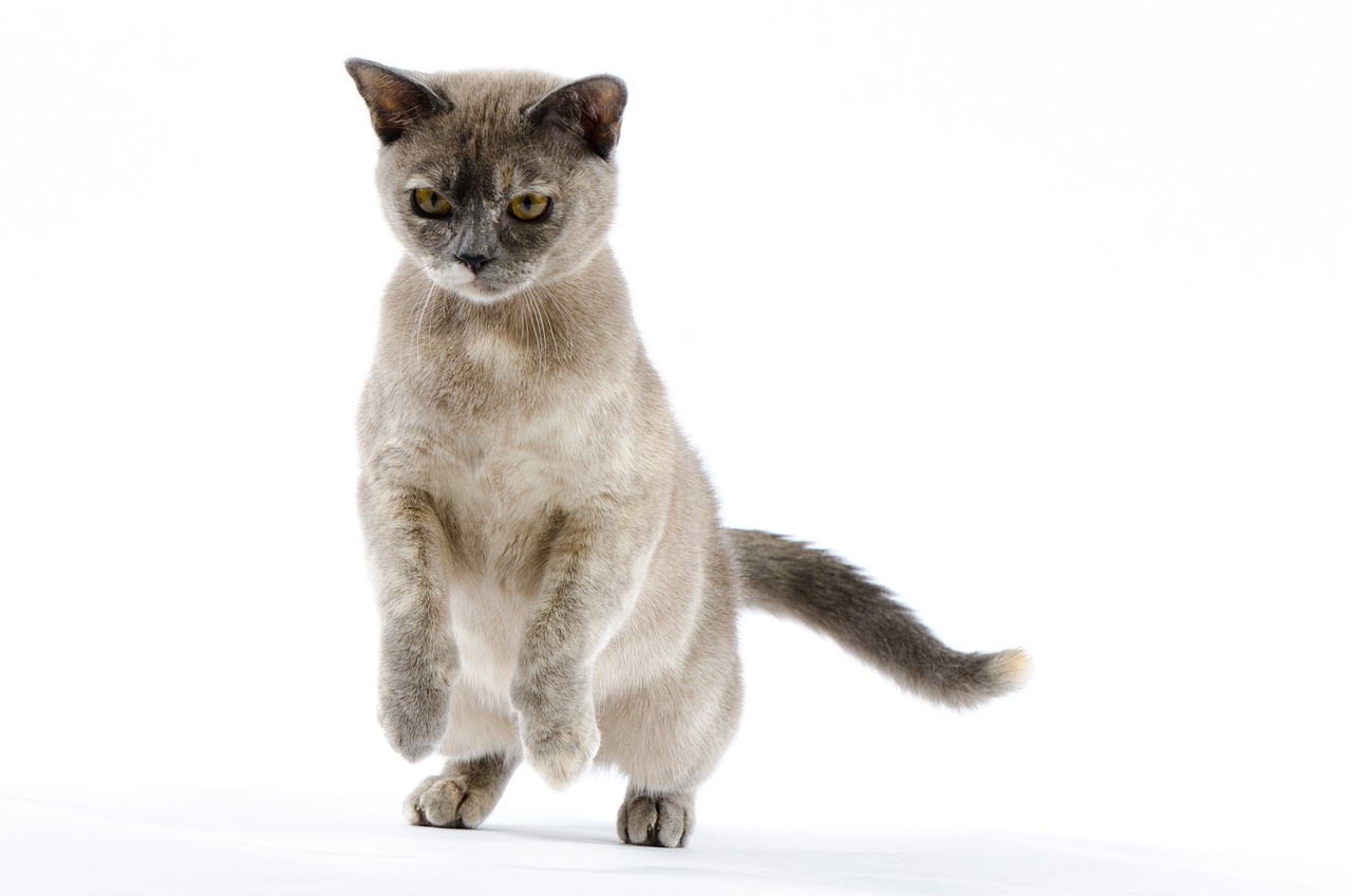 Exploring the Playful Spirit of the Burmese Cat